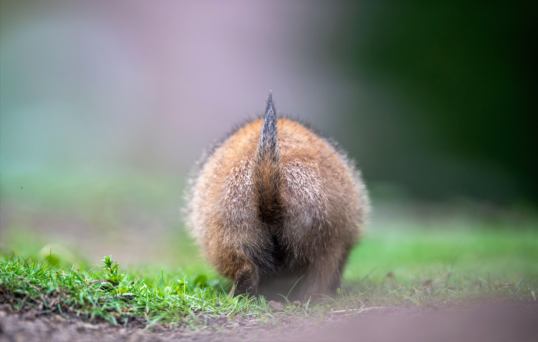 Детеныш луговой собачки в зоопарке Нордхорна, Германия