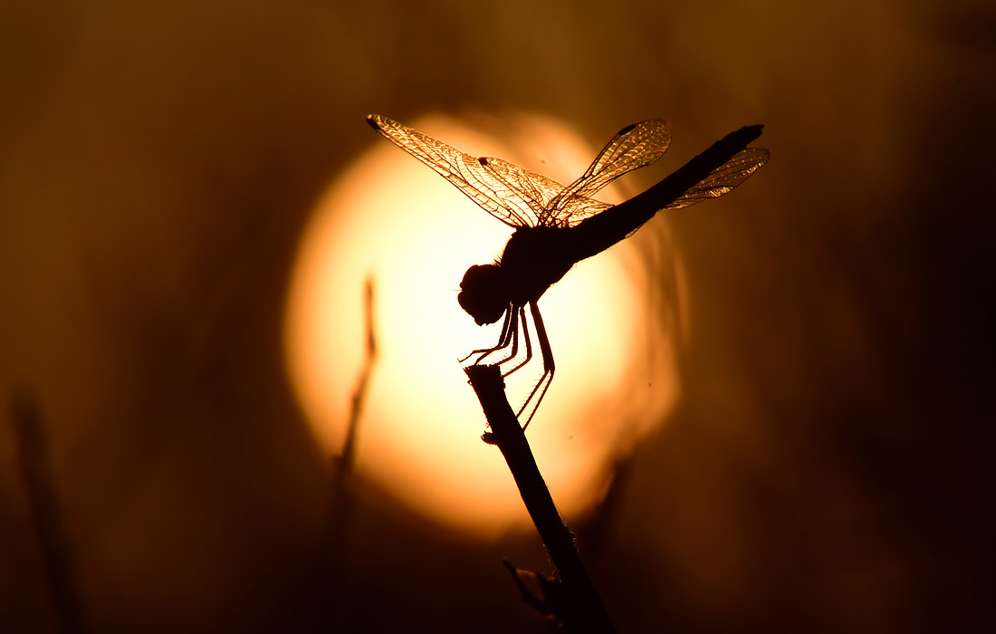 Стрекоза во время захода солнца в Нафплионе, Греция