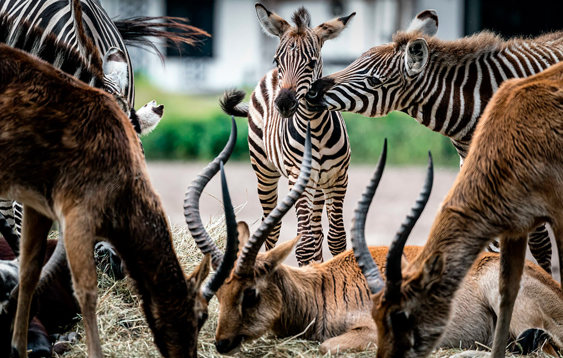 В нидерландском парке дикой природы Beekse Bergen на свет появился детеныш зебры
