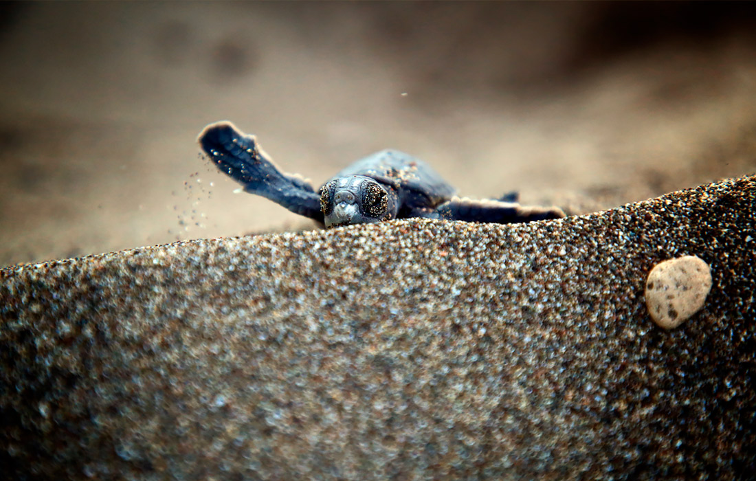 На побережье турецкого Мерсина начали вылупляться детеныши исчезающего вида морских черепах каретта-каретта