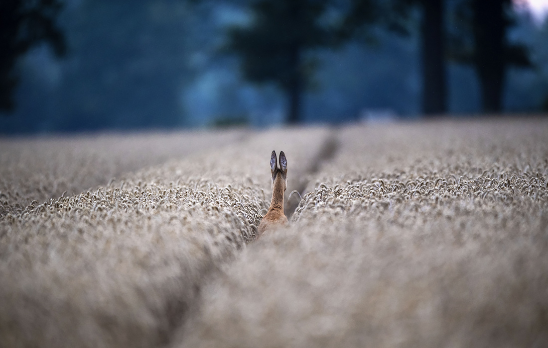 Олень в поле в немецком городе Фехта