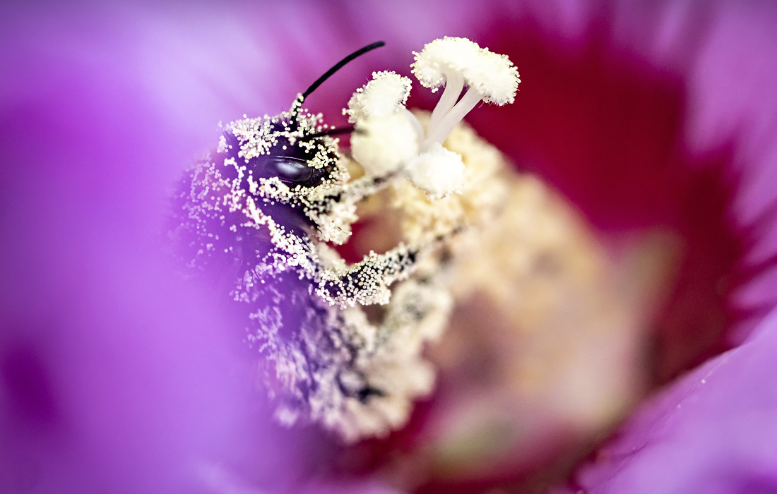 Шмель в цветке гибискуса во франкфуртском саду