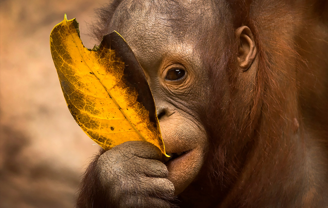 Детеныш орангутана в биопарке Фуэнхиролы, Испания