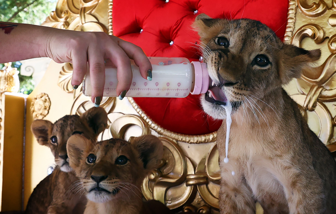 Кормление львят в зоопарке "Lion Parkour" в Анкаре