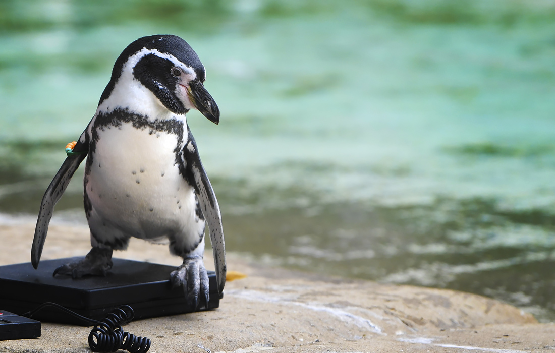 Ежегодное взвешивание животных в Лондонском зоопарке
