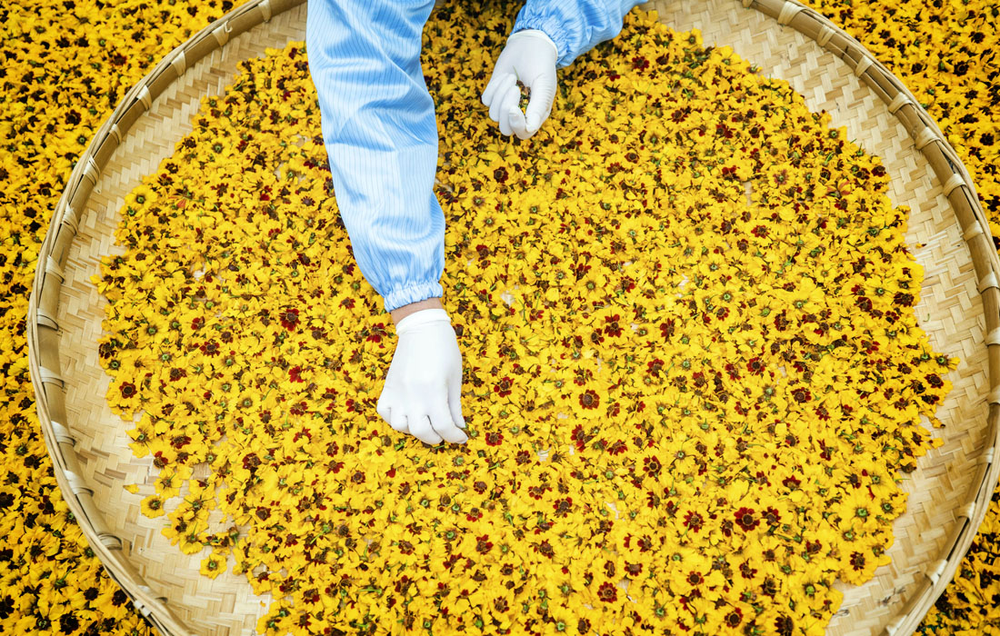 Обработка снежных хризантем в китайском городе Бицзе