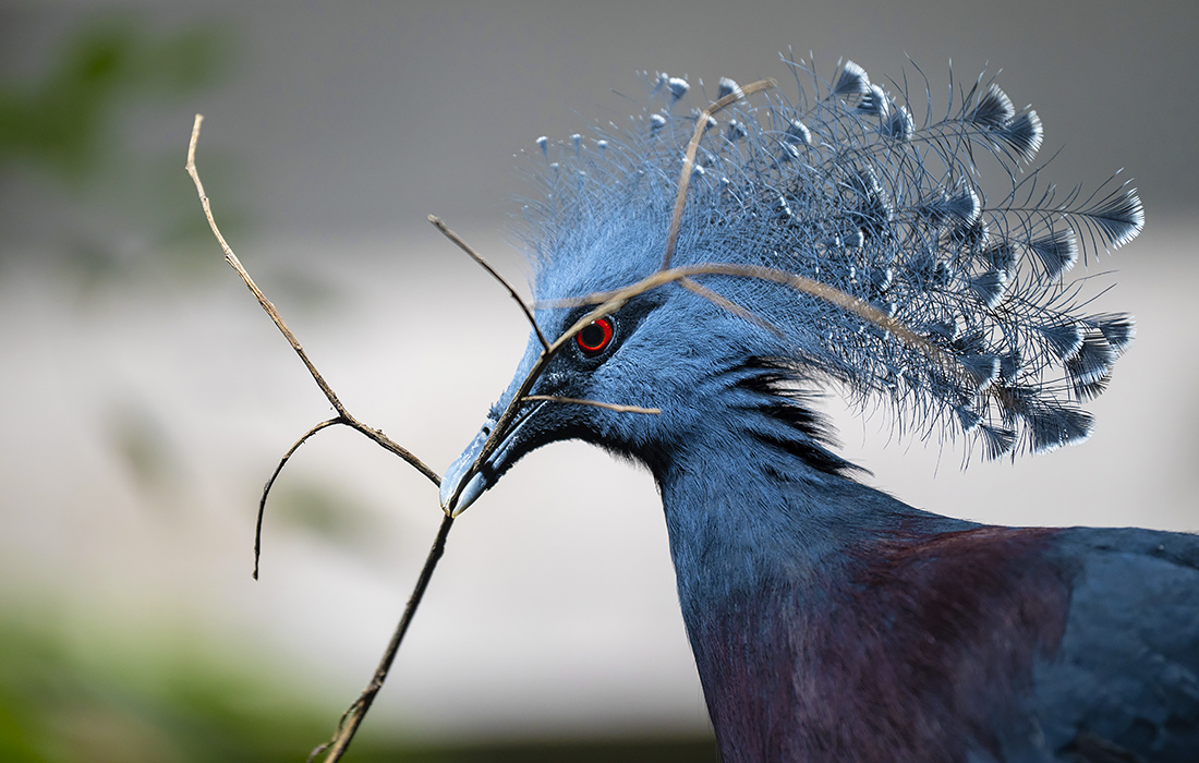 Венценосный голубь Виктория в зоопарке в Лодзи (Польша)