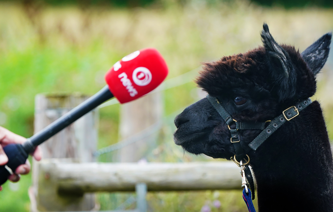 Альпака Джеронимо на ферме в графстве Глостершир (Англия)