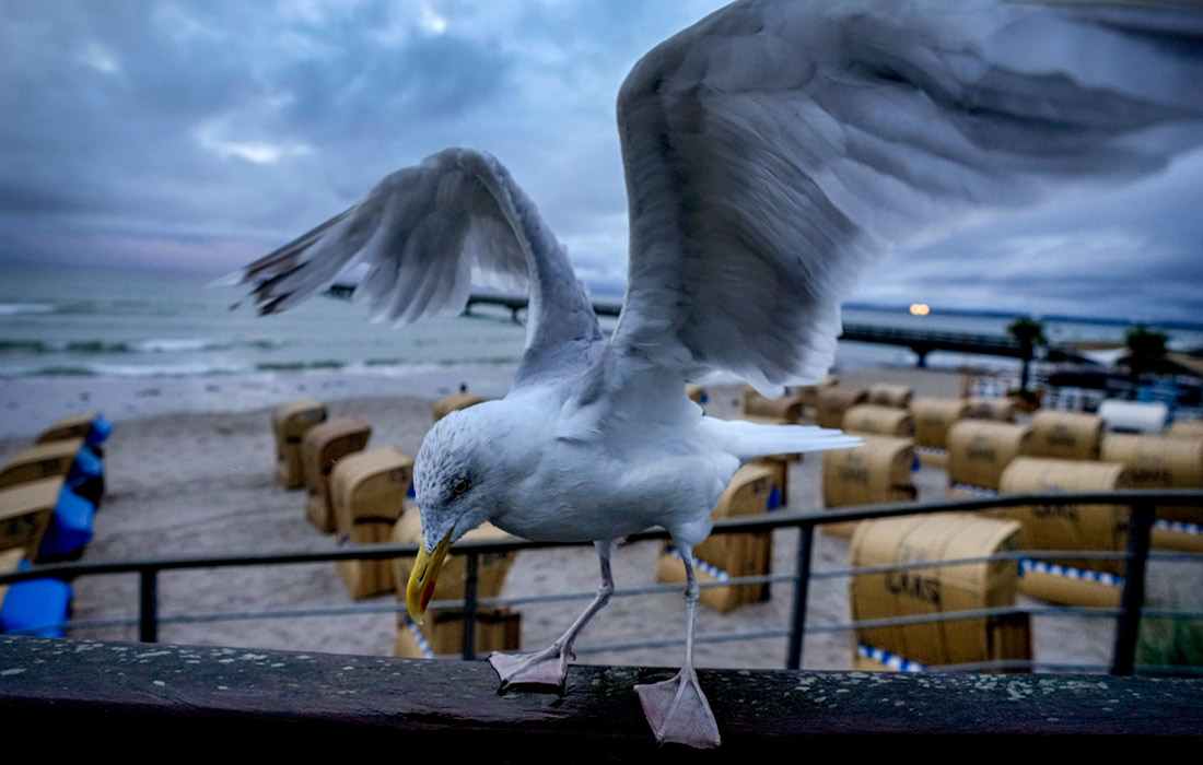 Чайки на побережье Балтийского моря в немецком Шарбойце