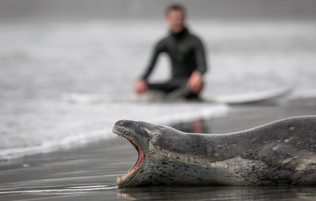 Морской леопард на пляже в Крайстчерче, Новая Зеландия