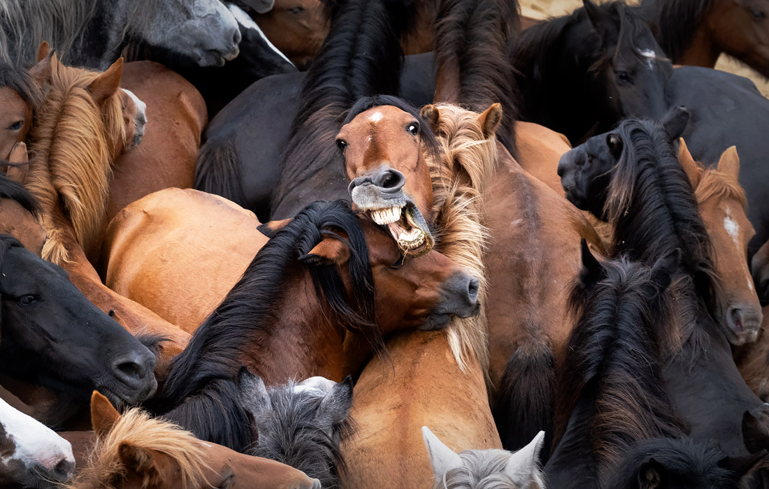Табун диких лошадей во время фестиваля "Рапа Дас Бестас" в испанской деревне Сабуседо