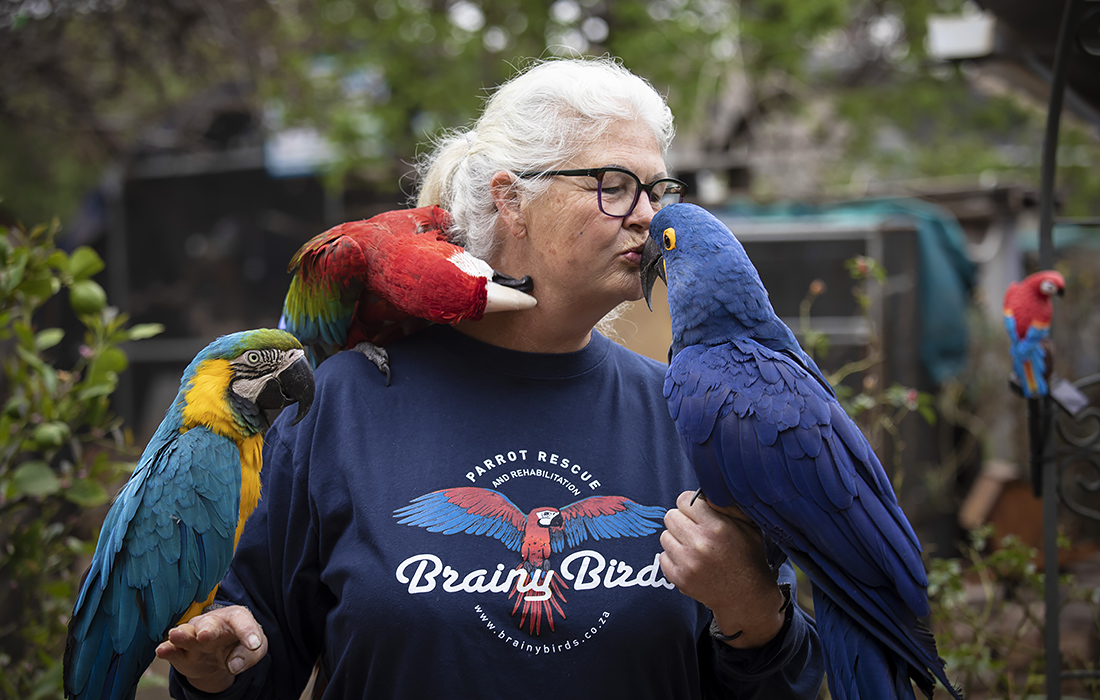 Работа центра спасения и реабилитации попугаев Brainy Birds в Йоханнесбурге. Некоммерческая организация по защите животных обеспечивает безопасную среду для выздоровления, сохранения и пожизненного ухода за более чем 300 попугаями-компаньонами.