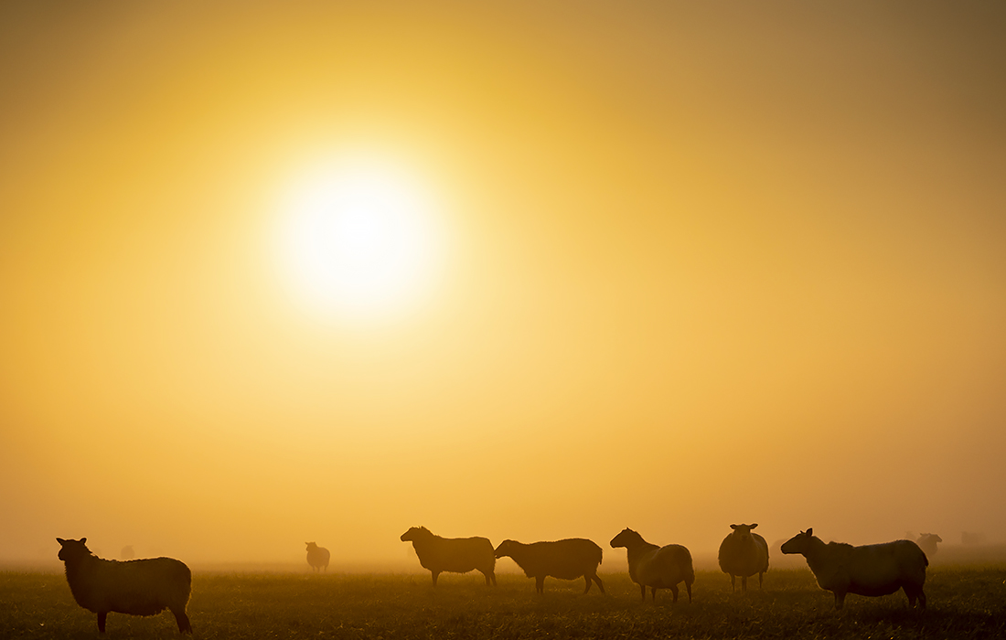 Утренний туман на датском острове Зеландия