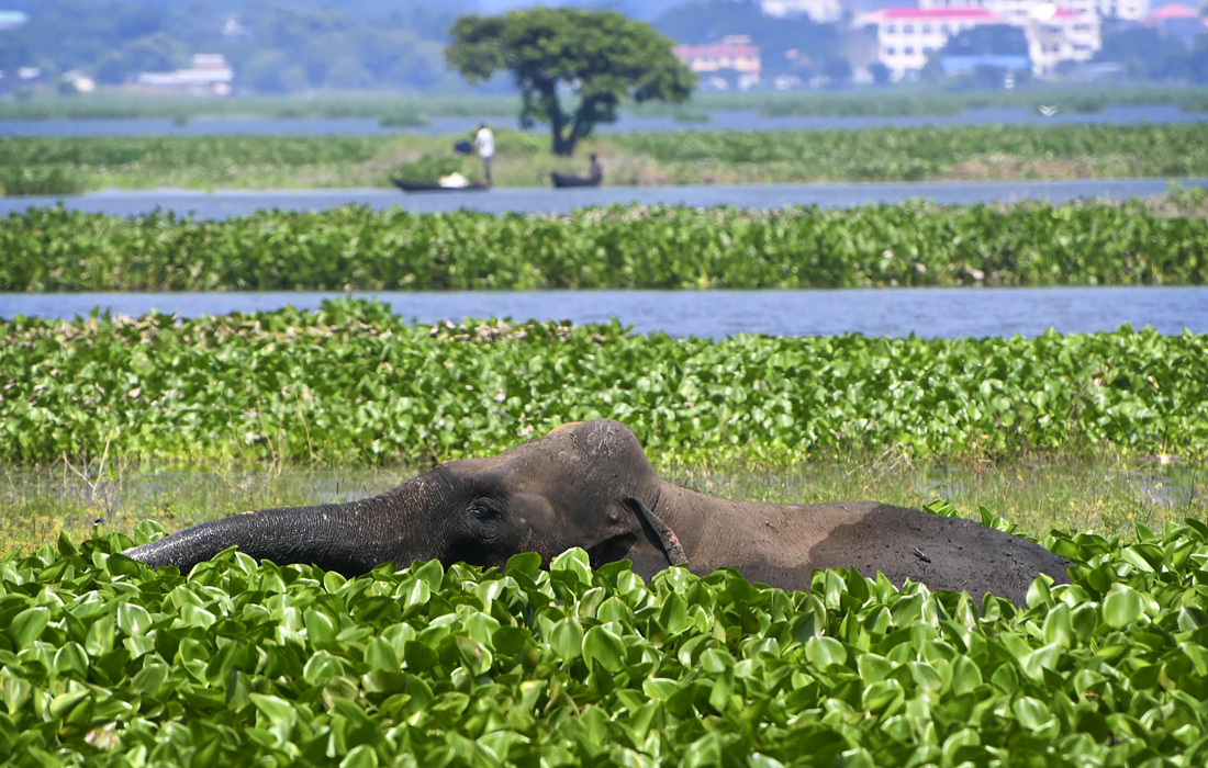 Дикий слон на окраине Гувахати, Индия
