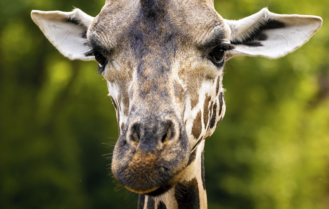 Жираф в зоопарке немецкого Ганновера