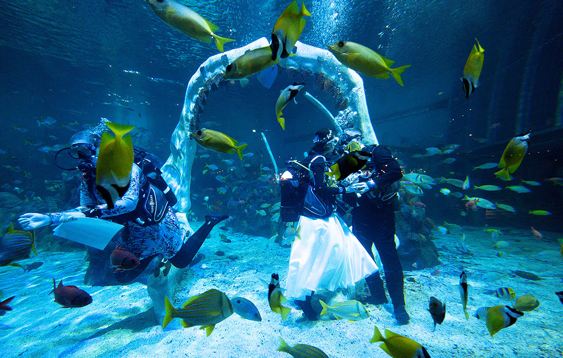 Свадебная церемония в аквариуме в Бирмингеме (Великобритания)