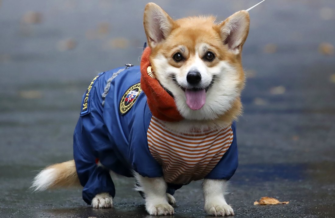 Корги Маруся Леонидовна служит спасателем в подмосковном Щелкове