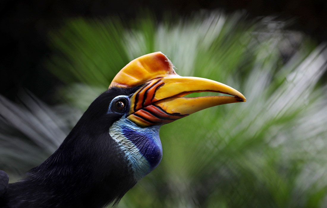 Птица-носорог в зоопарке Калькутты, Индия