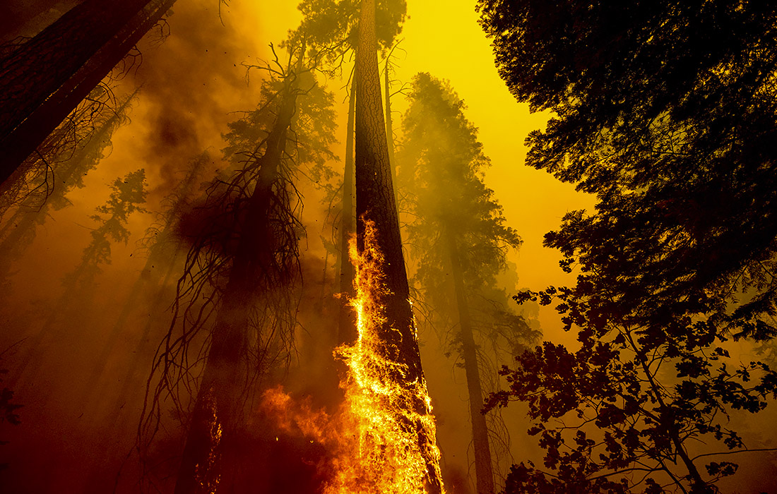 Лесной пожар на территории Национального парка Секвойя в Калифорнии