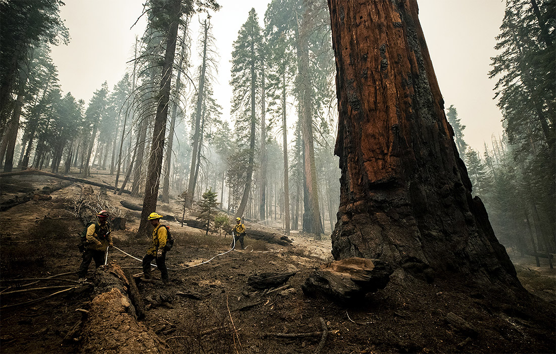 После пожаров в парке секвой в Калифорнии пожарные продолжают охлаждать разогретые огнем деревья