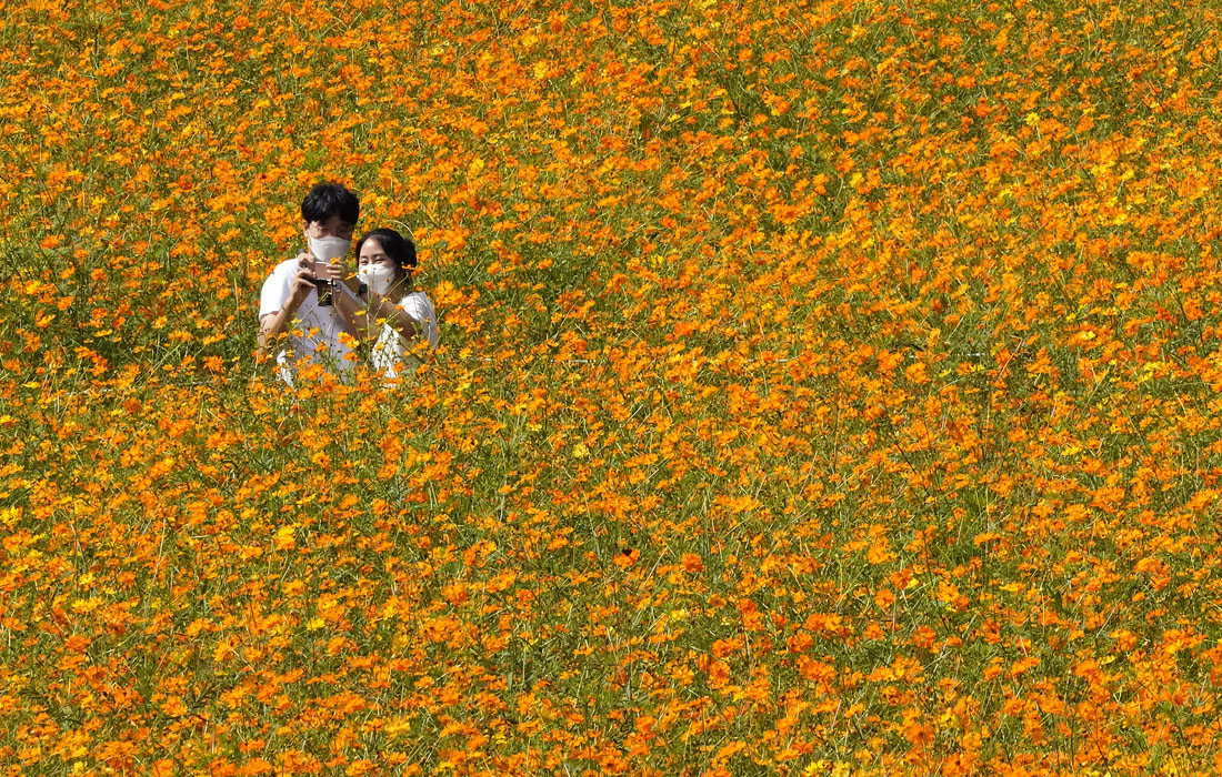 Цветение космеи в Сеуле