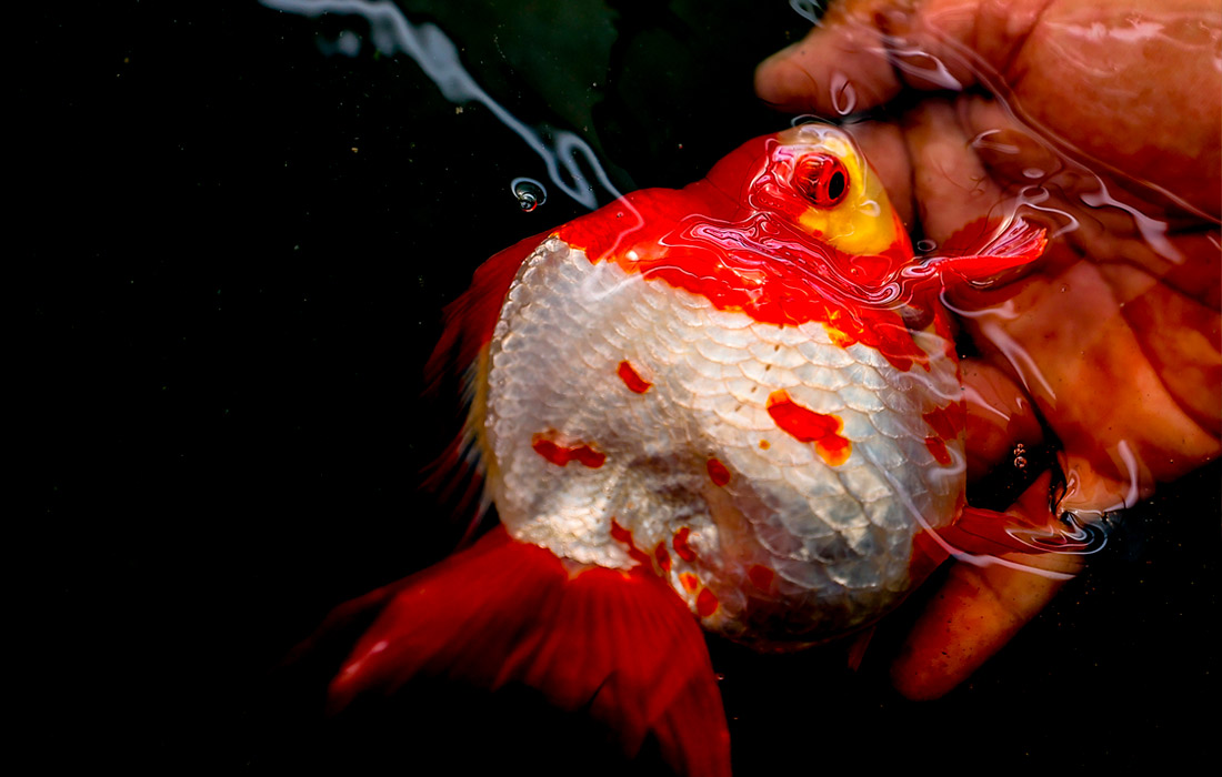 На рыбной ферме в Анталье была замечена золотая рыбка
