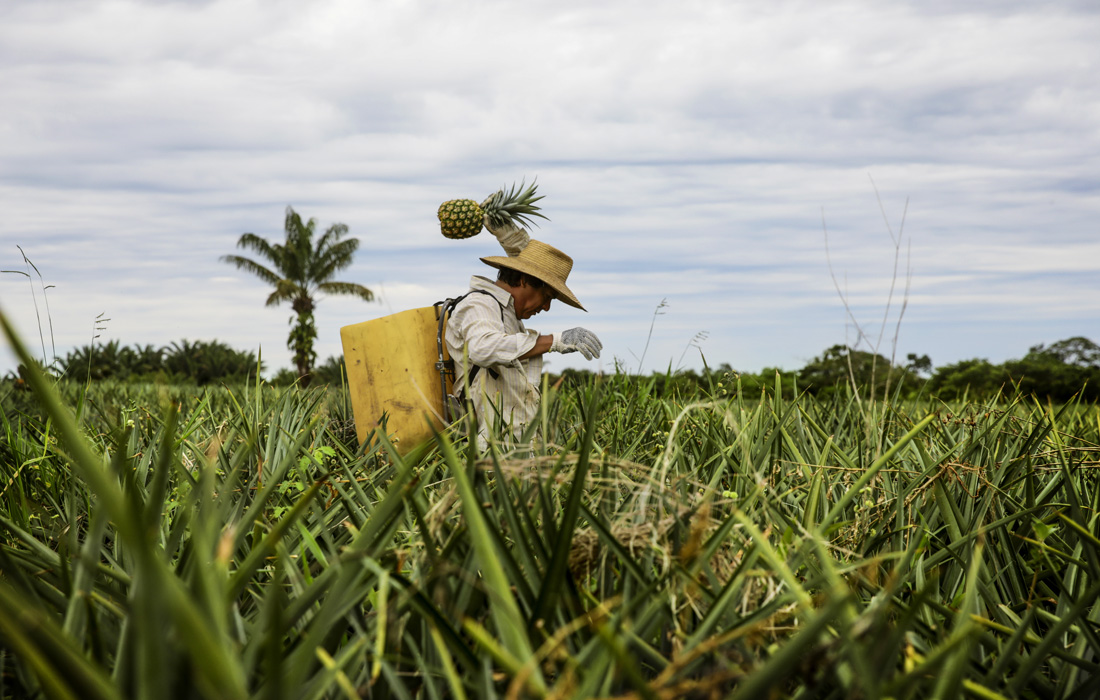 Сбор ананасов в Колумбии