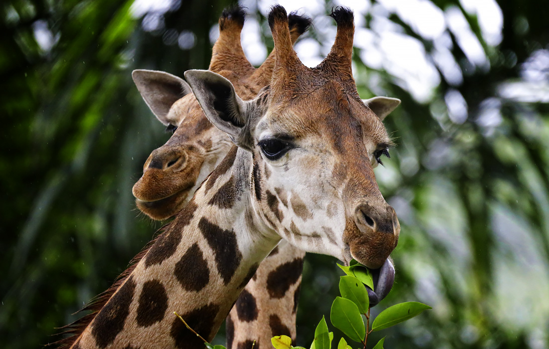 Пара молодых жирафов в сингапурском зоопарке