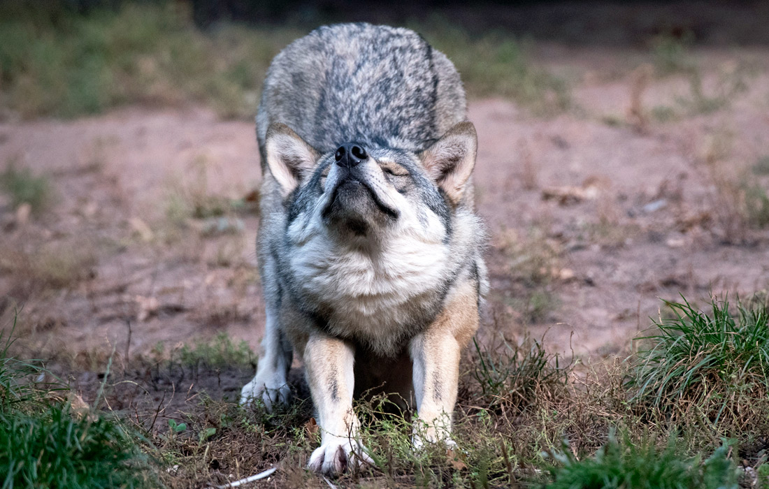 Волк в зоопарке Баден-Вюртемберга на юге Германии