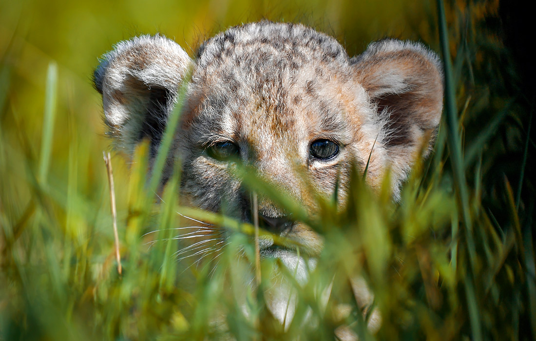 Львенок в парке диких животных "Белый лев" в Приморском крае