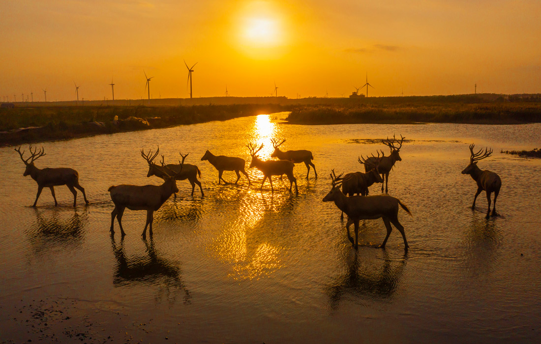Олени в провинции Цзянсу, Китай