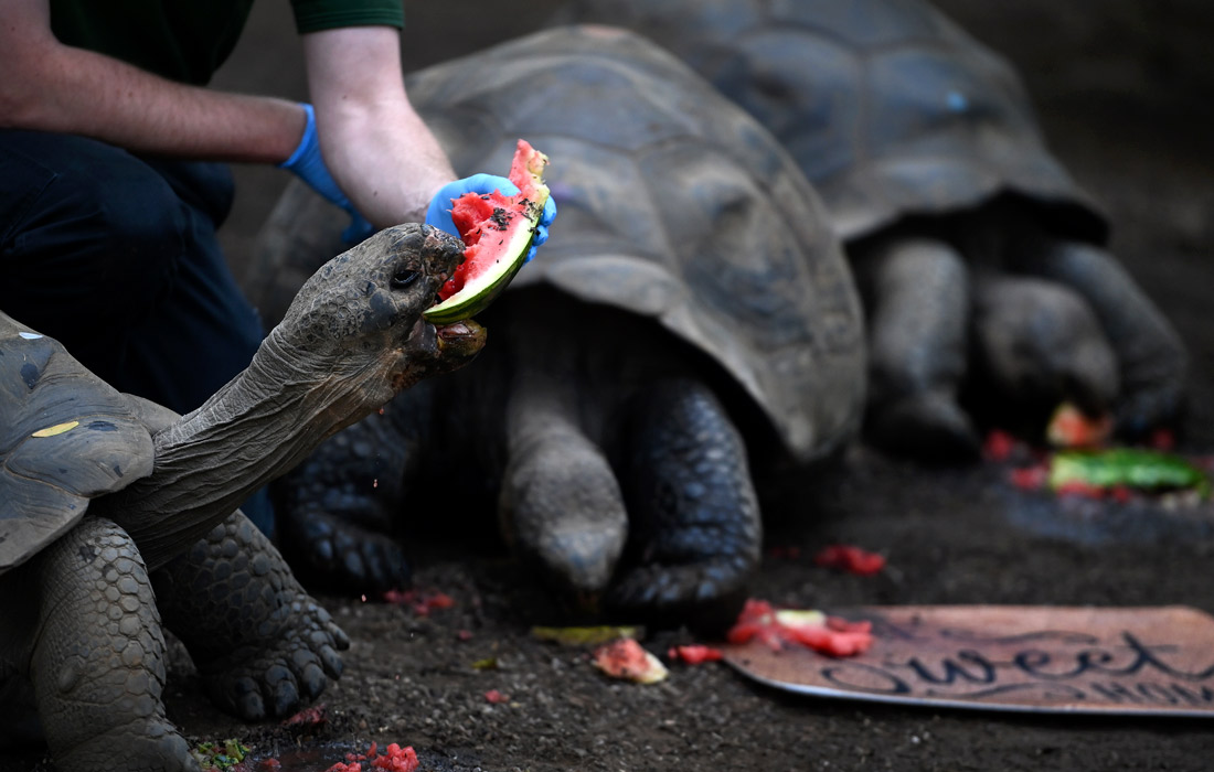 Галапагосские черепахи из Лондонского зоопарка переехали в новый вольер