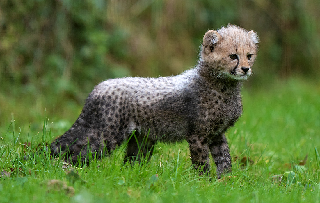 Детеныш гепарда родился в зоопарке "Africa Alive" в Саффолке, Великобритания