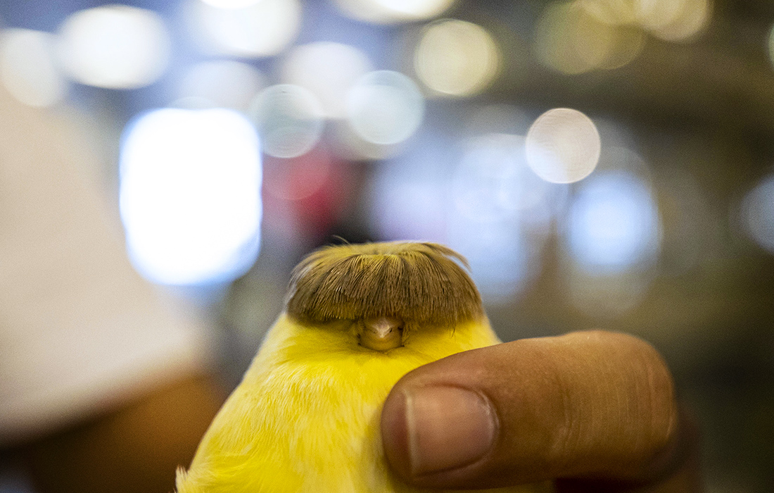 Конкурс птиц на Кубке Ататюрка в Анкаре