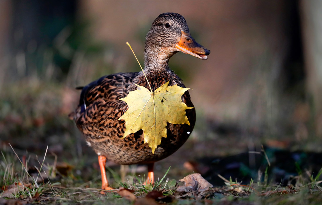 Утка в музее-усадьбе Остафьево в Подмосковье