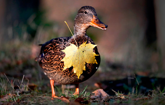 Фотохроника 12 октября
