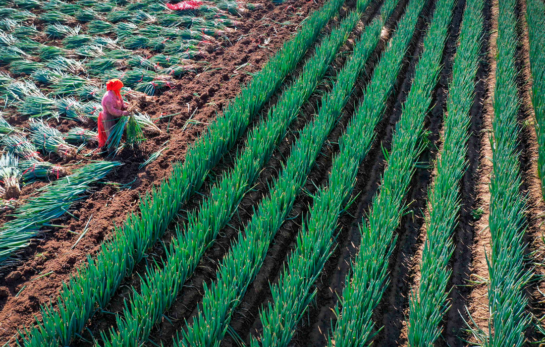 Сбор урожая зеленого лука на востоке Китая