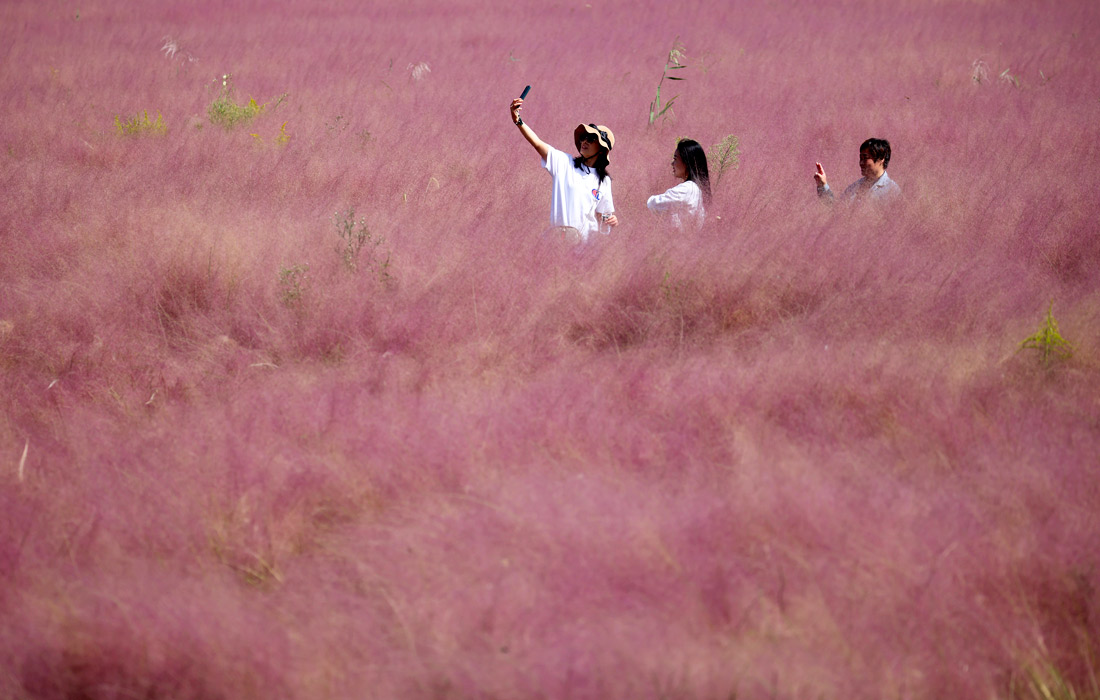 В парке Саньцяо в восточной провинции Цзянсу (Китай) цветет мюленбергия волосовидная