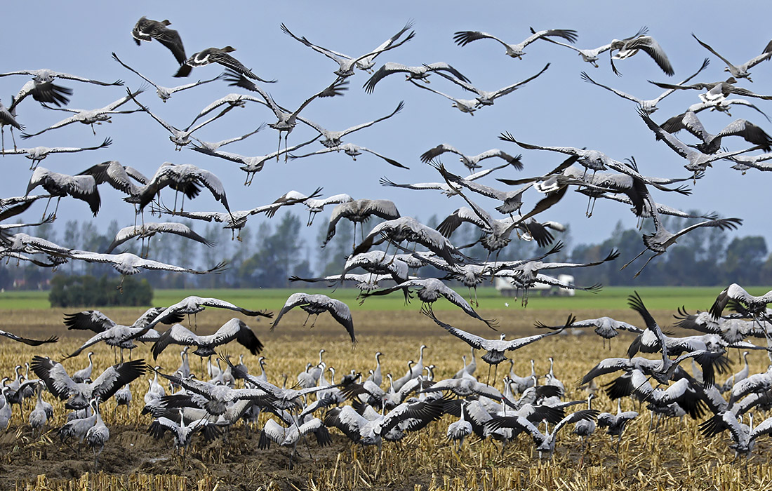 Осенняя миграция журавлей в Германии