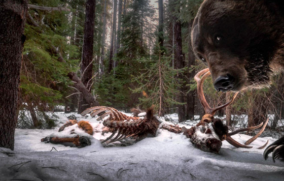 Лучшие фотографии дикой природы 2021 года