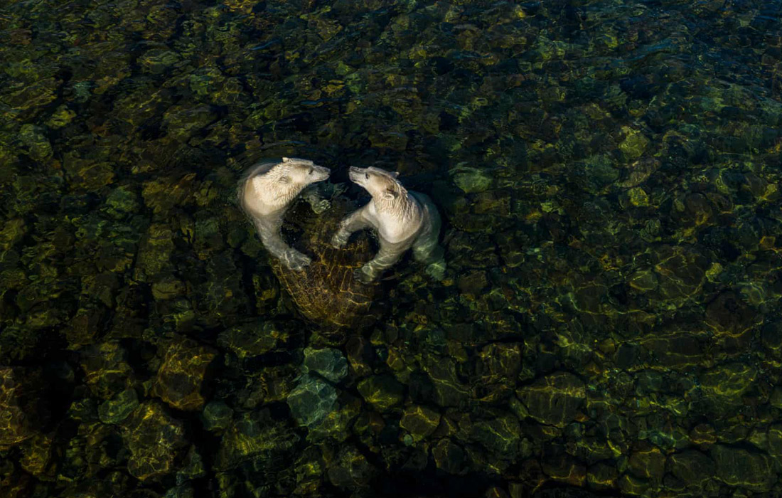 Победитель в категории "Портфолио восходящей звезды". Самки белых медведей на мелководье в жаркий летний день.