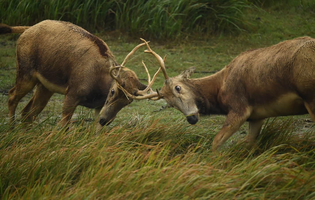 Дикие олени в Национальном природном заповеднике в провинции Цзянсу, Китай