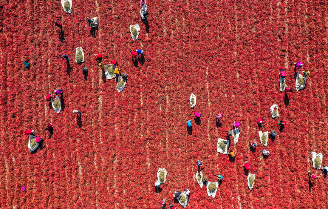 Сбор и сушка урожая перца чили на северо-западе Китая