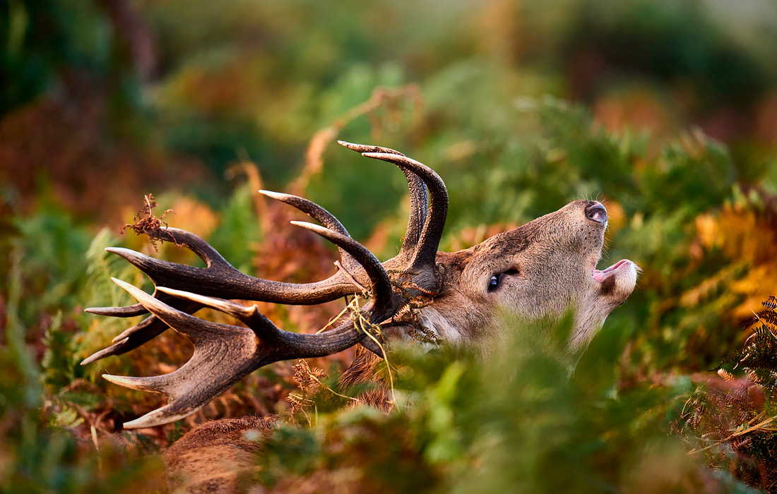 Олень в Ричмонд-Парке на юго-западе Лондона