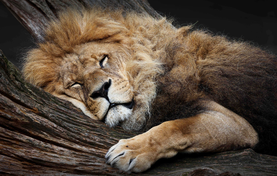 Лев отдыхает в вольере зоопарка Хагенбека в немецком Гамбурге