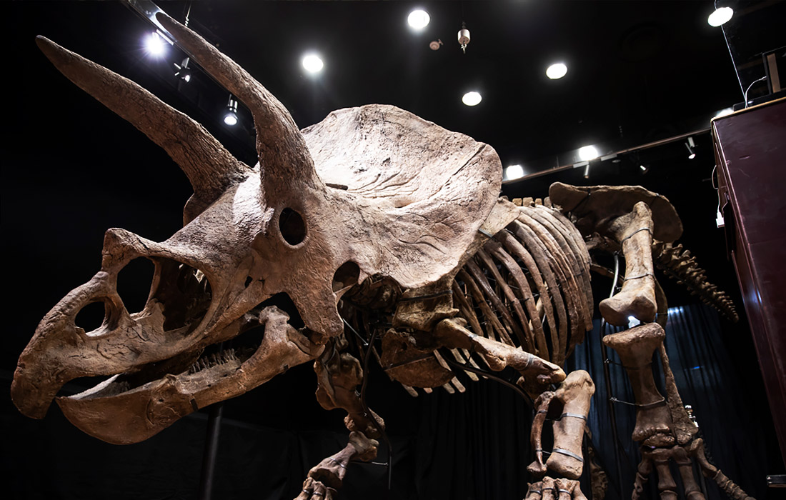 В Париже на аукционе продали крупнейший скелет трицератопса. Частный коллекционер из США купил скелет динозавра за €6,65 млн.