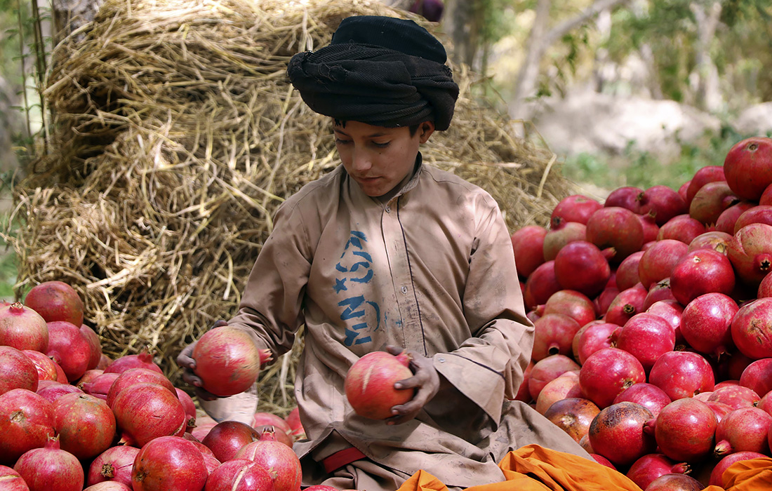 Из-за закрытия границ афганские гранаты гниют в грузовиках, что приводит к потере торговцами сотен тысяч долларов США и безработице