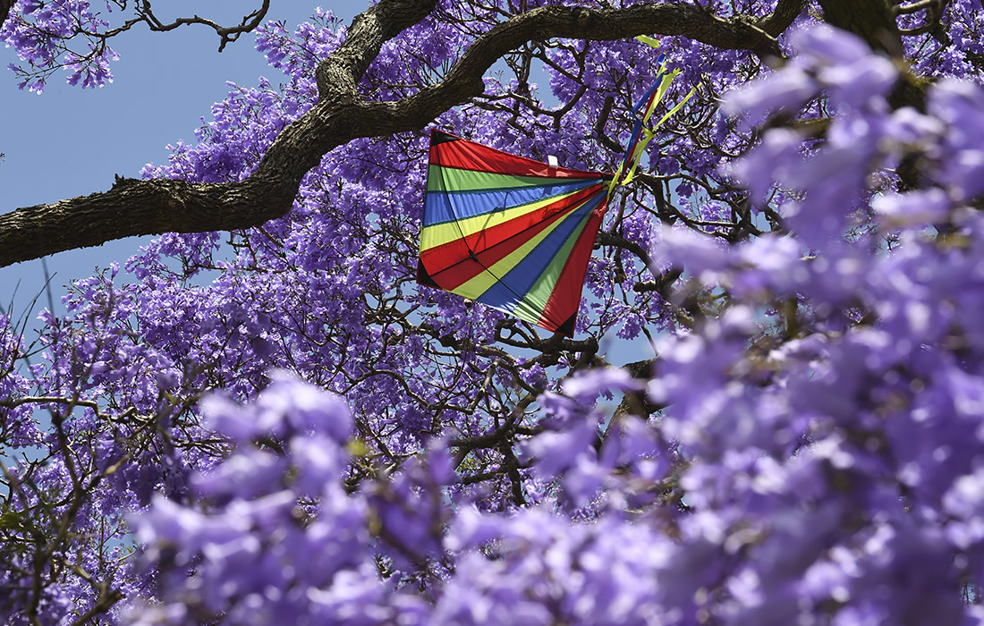 Цветение жакаранды в Сиднее