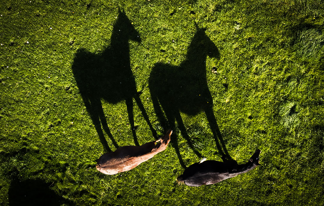 Лошадиная ферма в Западном Йоркшире