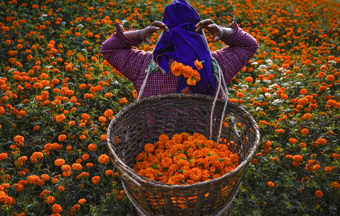 Непальцы во время сбора бархатцев к индуистскому фестивалю Тихар